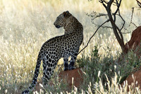 Small female leopard