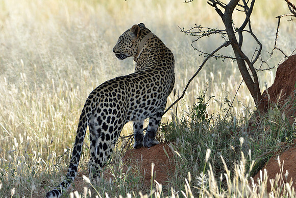 Small female leopard