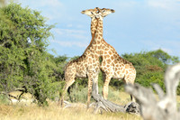 Giraffe's mating season battle #4