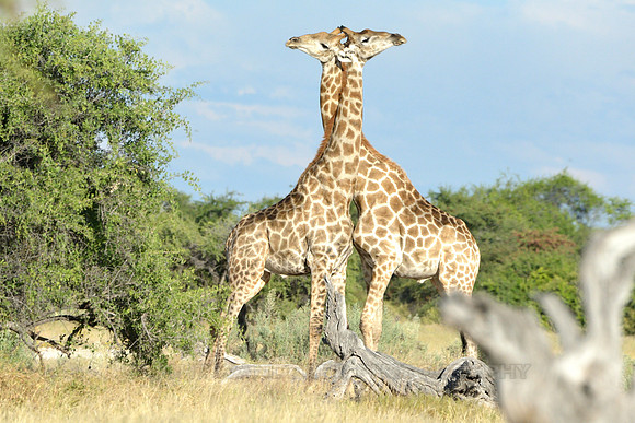Giraffe's mating season battle #4