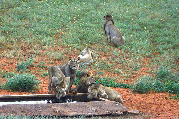 Lions at waterhole