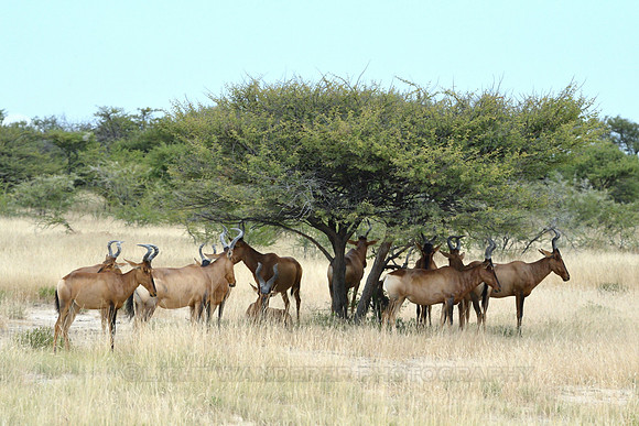 Red hartebeest